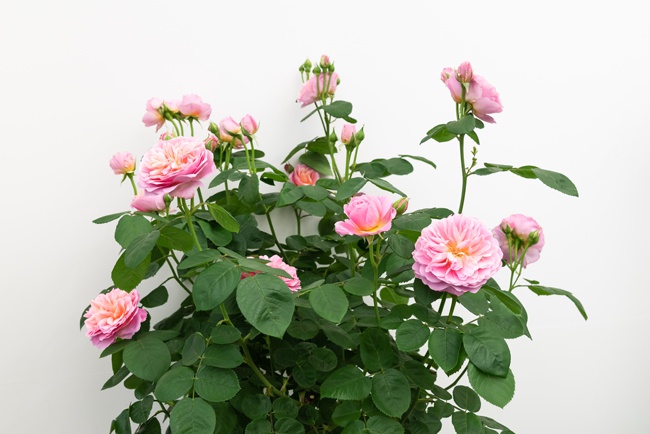 Image of potted rose variety eustacia vye