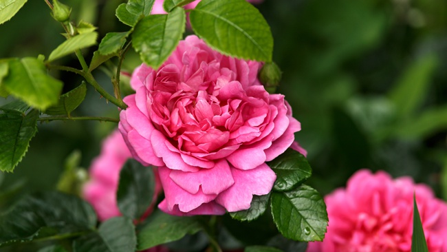 image of princess anne rose