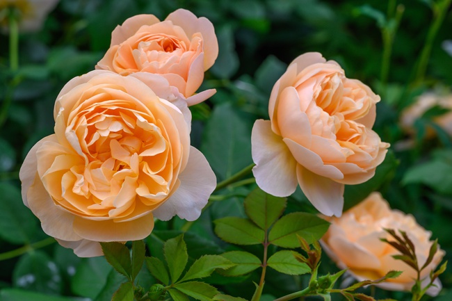 image of roald dahl potted rose