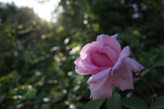 image of the mayflower rose potted rose in shade