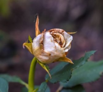 image of dying rose accidentally sprayed rose with weedkiller now what?