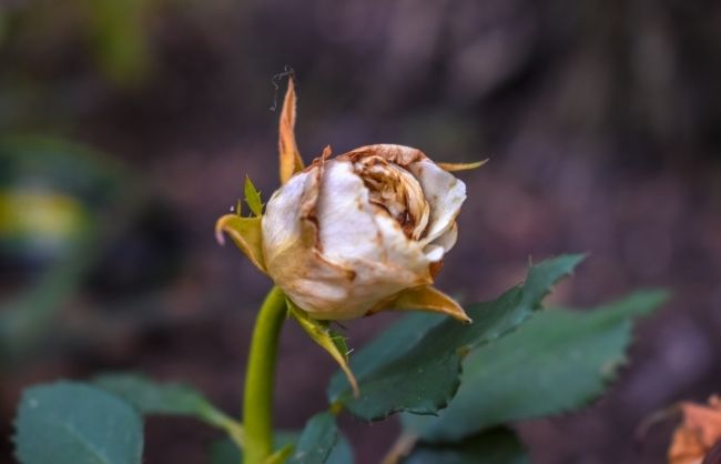 image of dying rose accidentally sprayed rose with weed killer now what?