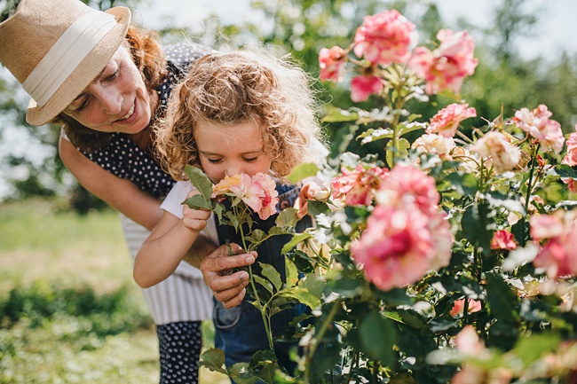 caring for a small rose garden