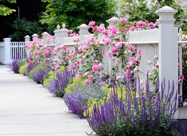 image of roses how many roses do you grow in a small rose garden