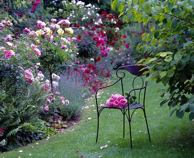 image of chair in rose garden