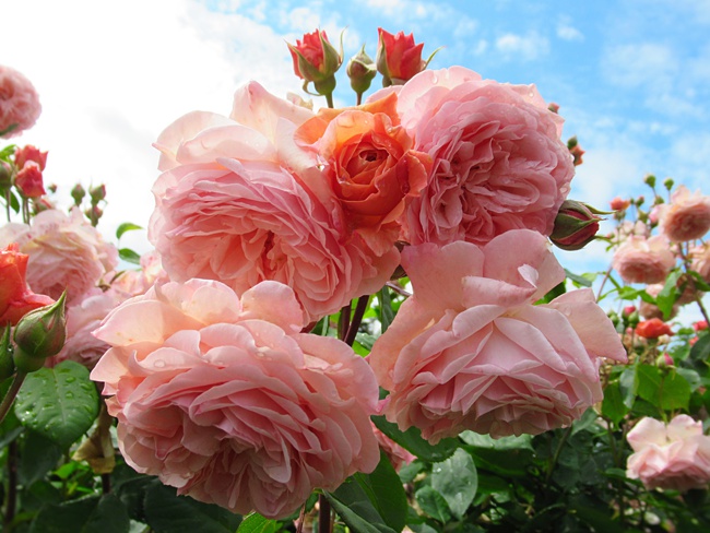 image of color varieties of roses in rose garden