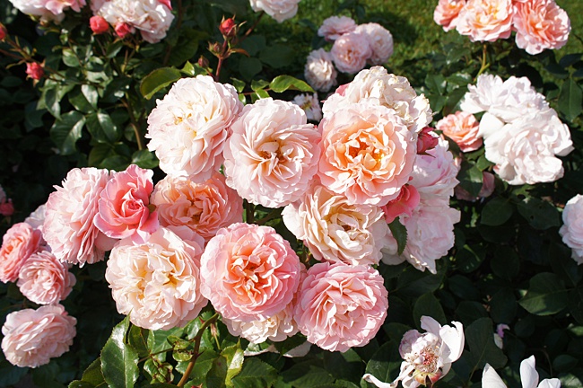 image of roses planted together in small space