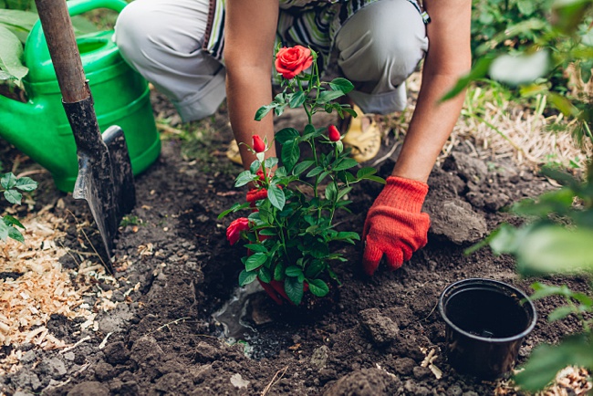 image of rose soil