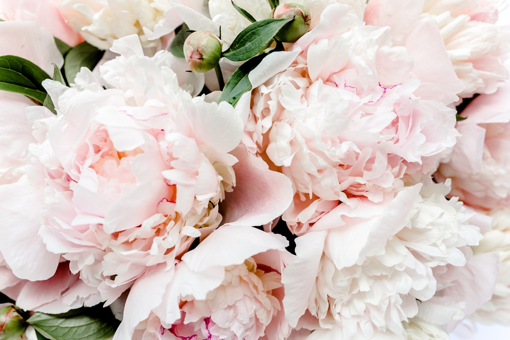 images of peonies