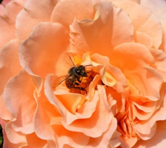 Image of roses bee-friendly