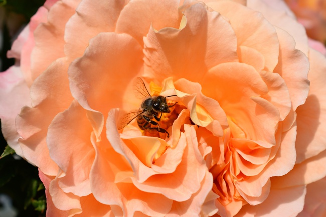 Image of roses bee-friendly