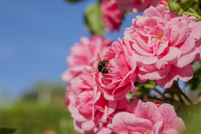 image of bees on a rose, roses attract bees