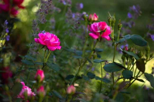 image of leggy knockout roses