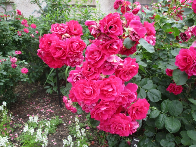 image of a healthy knockout rose bush