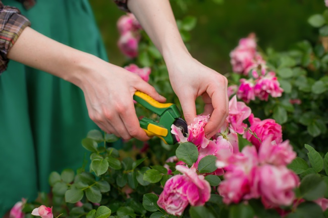 image of woman pruning leggy knockout roses