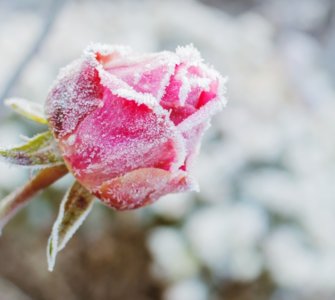 rose in cold climate with frost