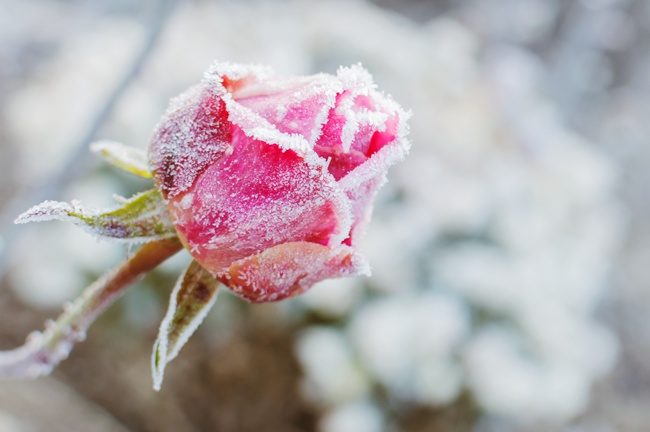 rose in cold climate with frost