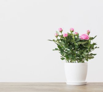the easiest roses to grow indoors
