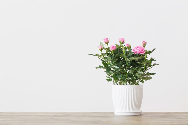 the easiest roses to grow indoors