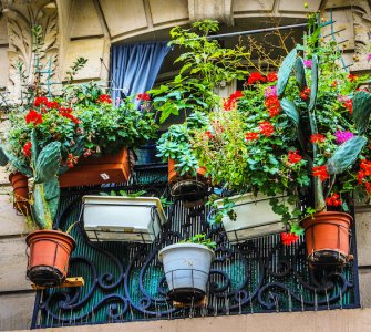 gardening in an apartment without a balcony
