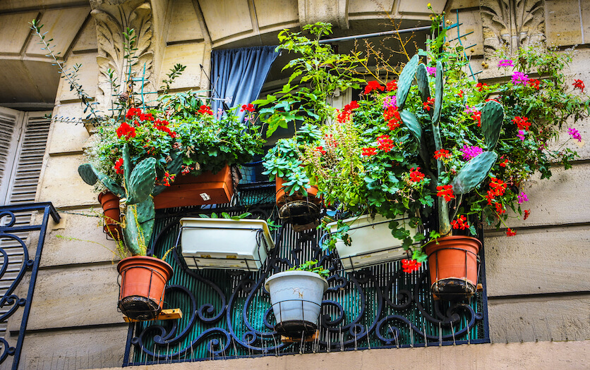 gardening in an apartment without a balcony