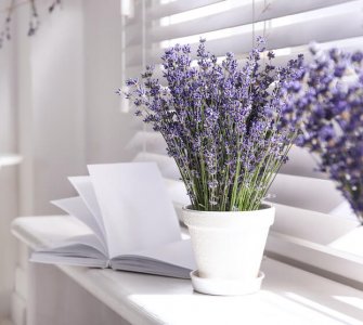 grow lavender indoors