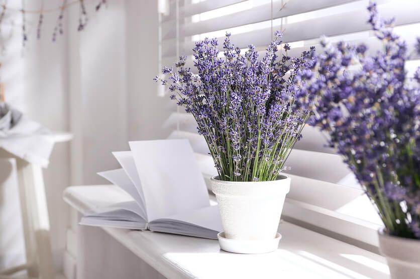 grow lavender indoors