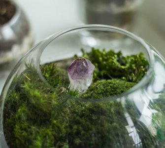 grow moss indoors