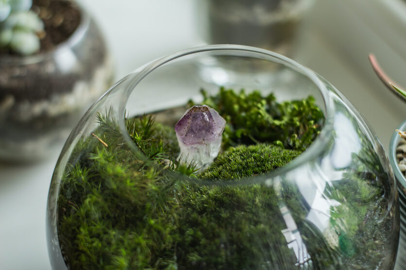 grow moss indoors