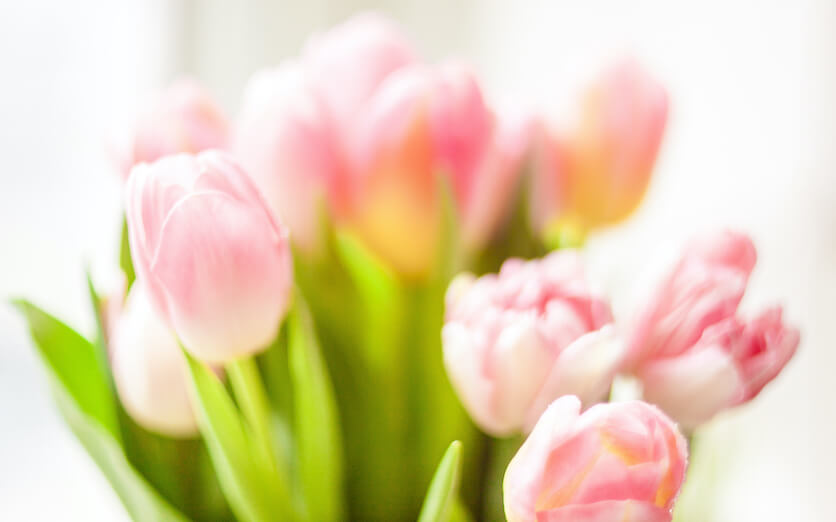 grow tulips indoors