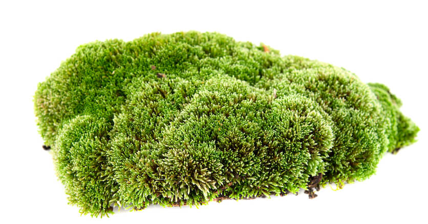 how to grow moss indoors