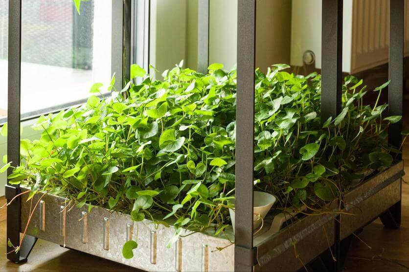 indoor apartment gardening