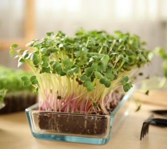 light for microgreens