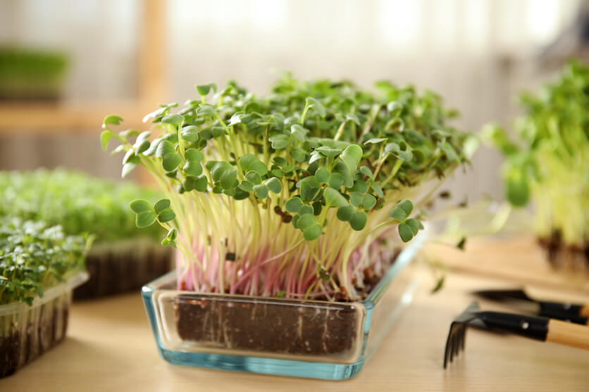 How Much Do Microgreens Need? - A Prettier Petal