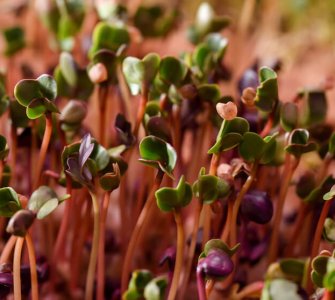 microgreens regrow