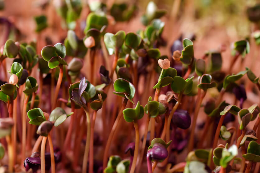 microgreens regrow