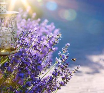 small lavender garden ideas