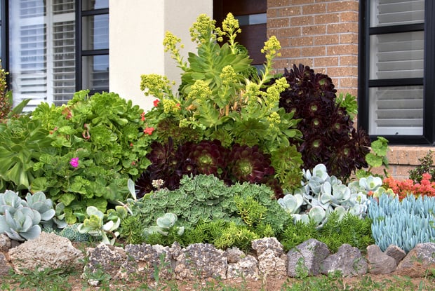 succulent garden bed