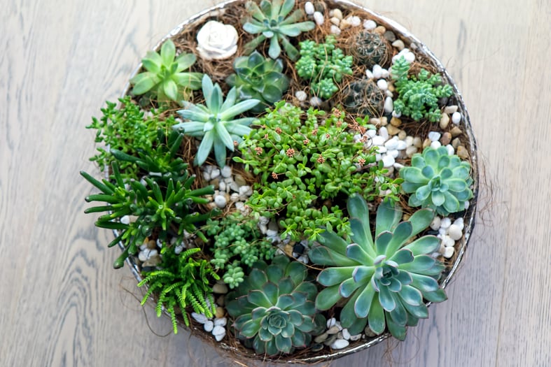 succulent gardening trend