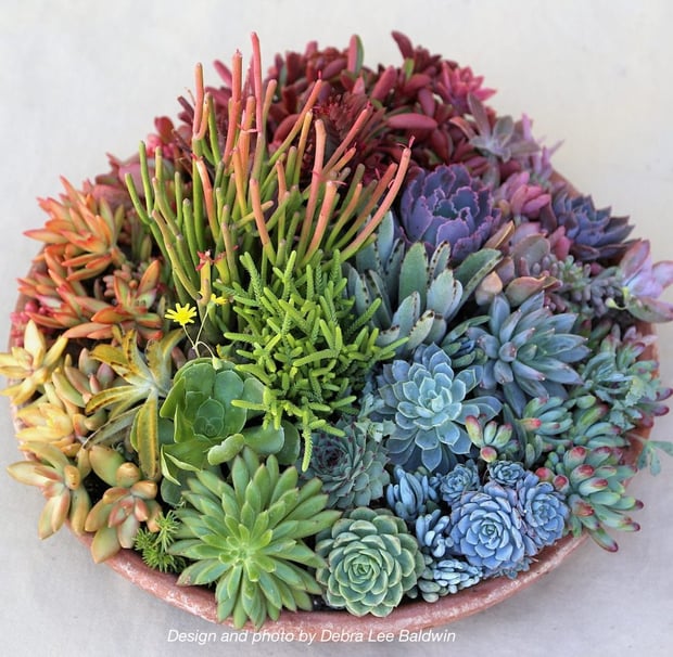 succulent rainbow collage