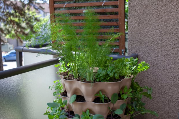 vegetables and herbs in vertical planter