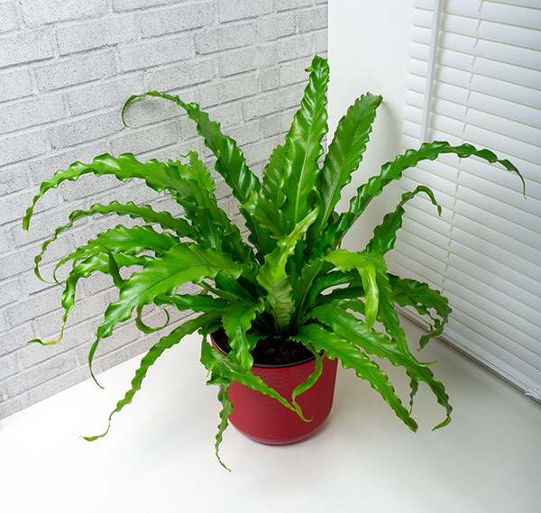 Japanese Bird's Nest Fern