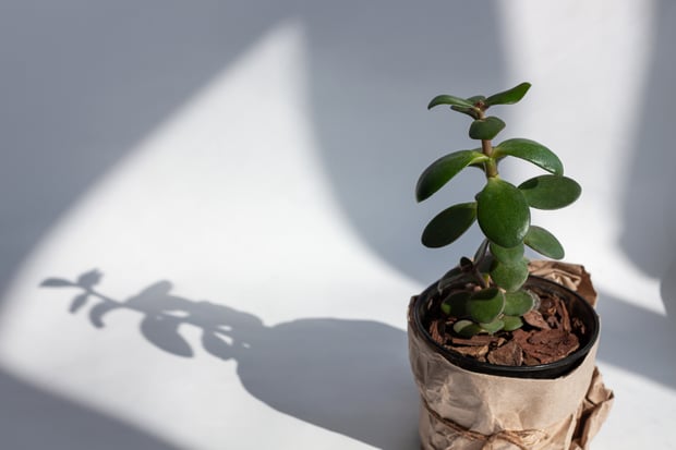 Japanese indoor plant