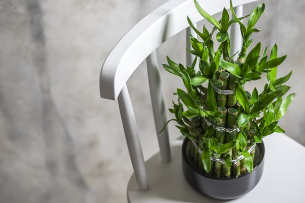 bamboo house plant
