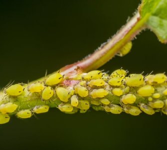 bugs on indoor plants