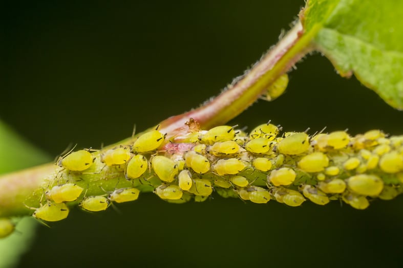 bugs on indoor plants