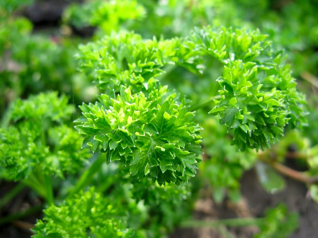 curly leaf parsley