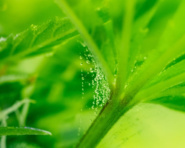 first signs of spider mites