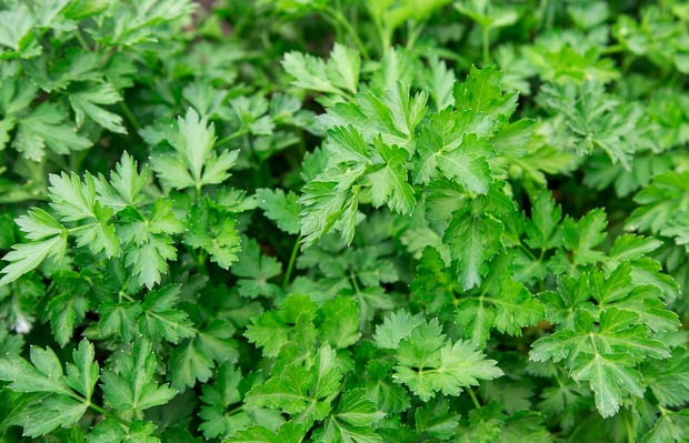 flat leaf parsley