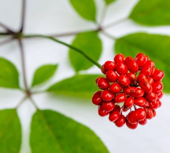 ginseng berries